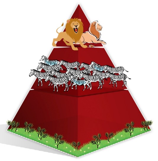 energy pyramid, biomass pyramid