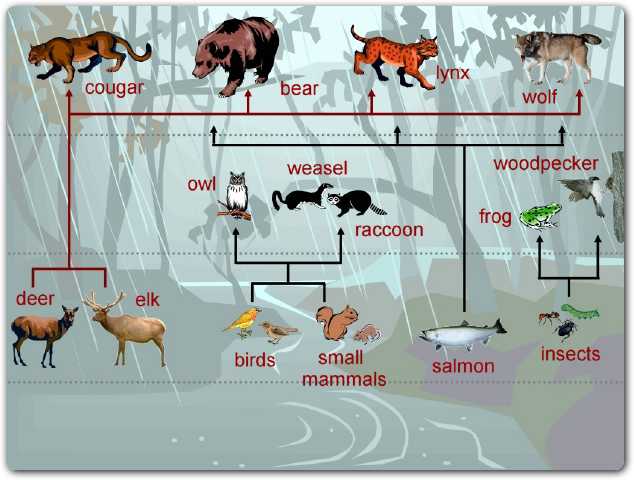 Temperate Rain Forest Food Chain