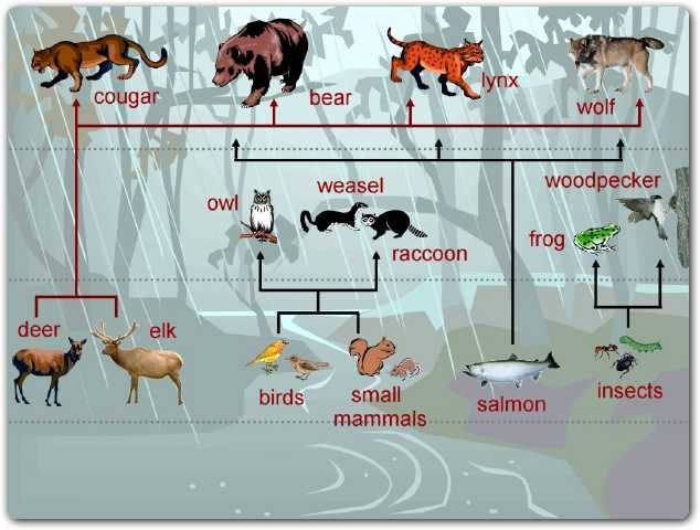 deciduous forest animals tableau