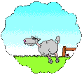 Sheep Jumping Over Hurdle