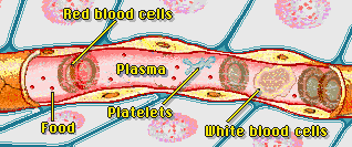 Blood Components