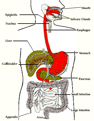 Image Map of Digestive System