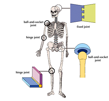 Types of Joints